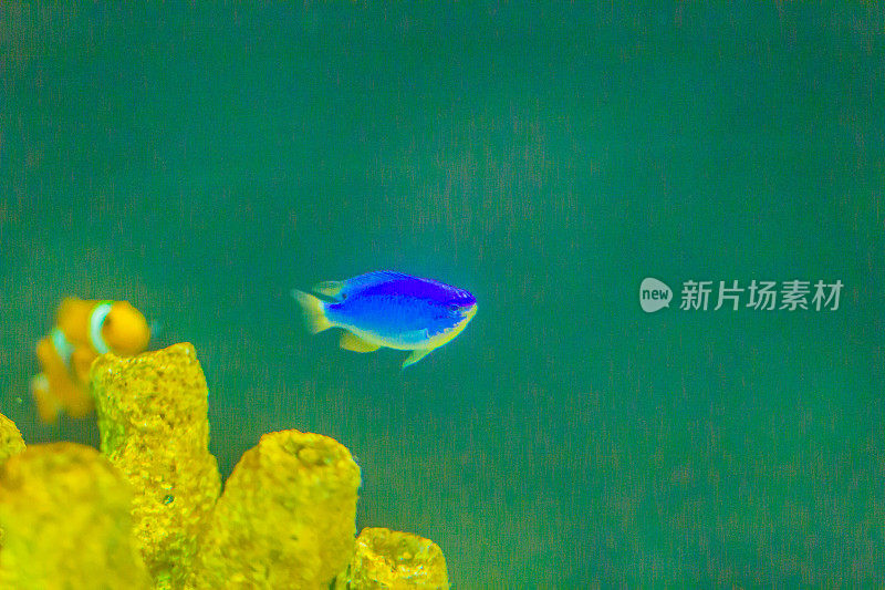 可爱的Chrysiptera cyanea fish，也被称为blue damselfish, blue demoiselle, blue devil，矢车菊军士长，Hedley的小热带鱼，红尾澳大利亚少女，蓝宝石devil，天蓝色少女。